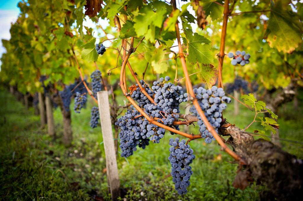 Chateau Pape Clement เปสซัค ภายนอก รูปภาพ